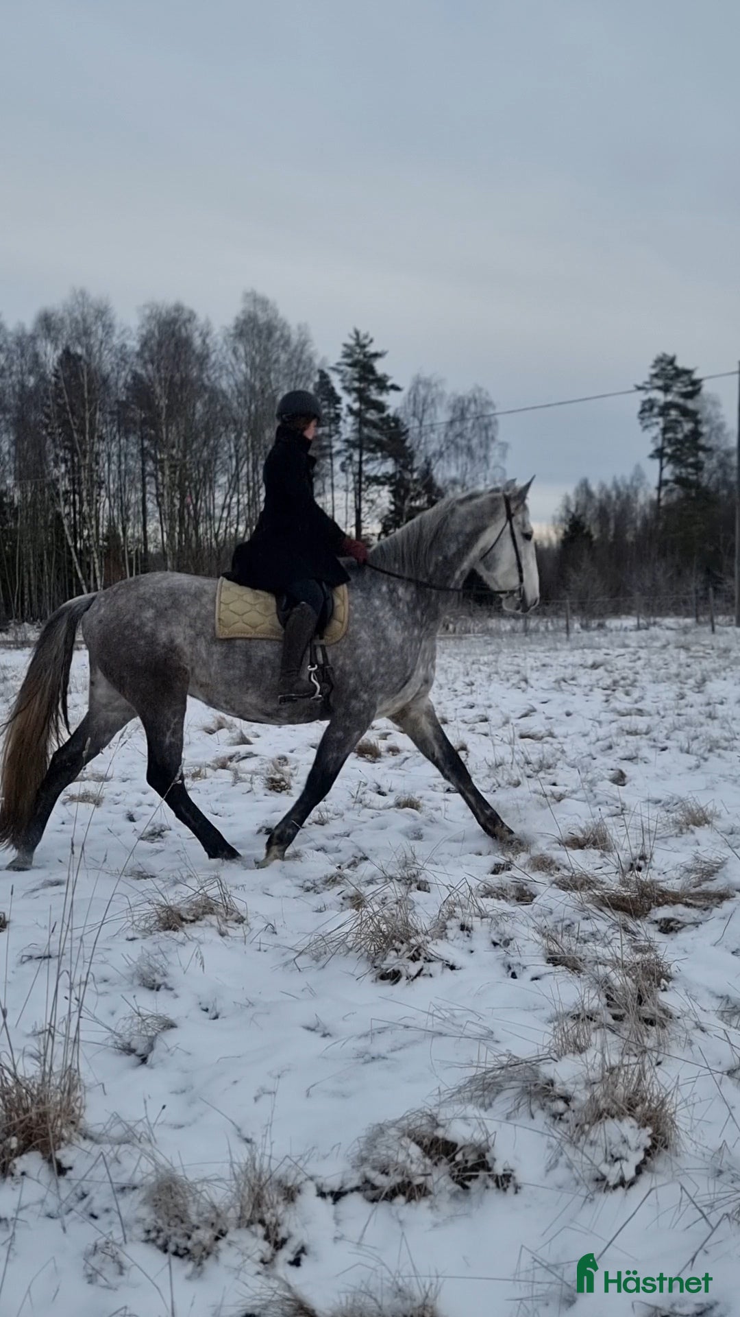  hästar Mycket snäll och lovande valack - Annons 19