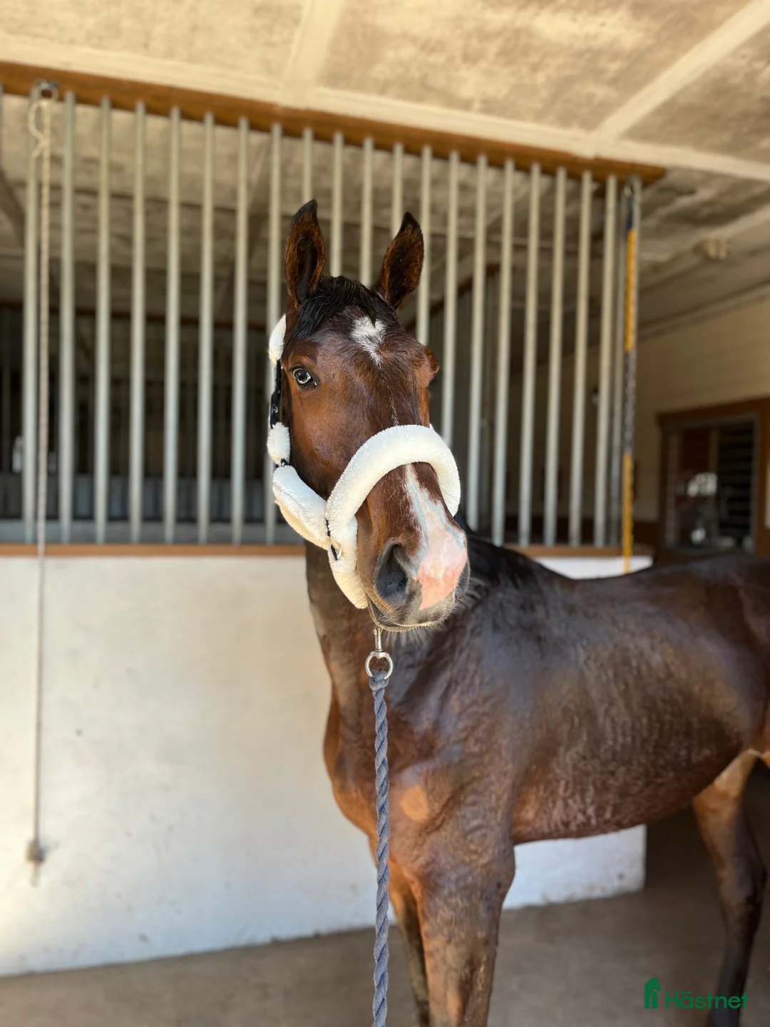 Fälttävlan hästar till salu: 🌟Väldigt snygg unghäst🌟 - Annons 2