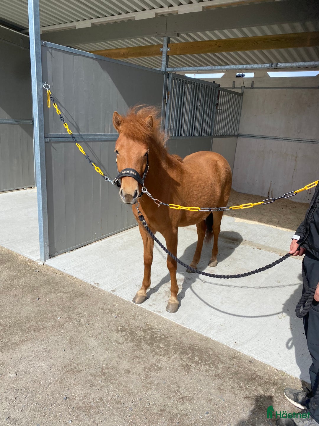Trav hästar till salu: Bra stammad 2 åring för årgångsloppen! - Annons 2
