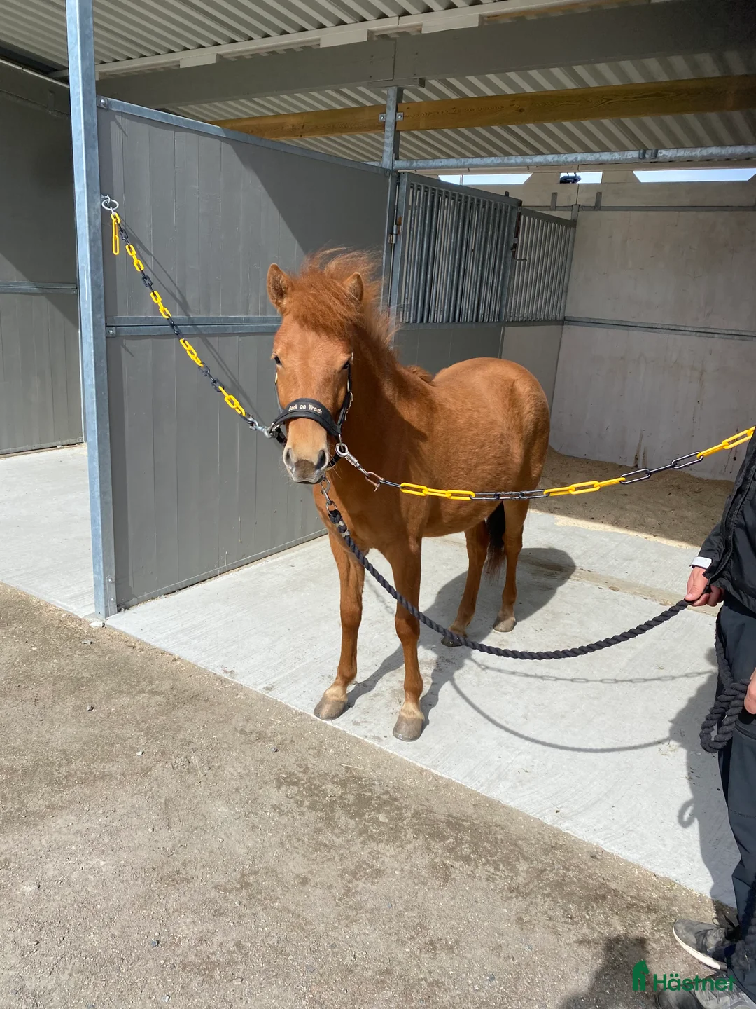 Trav hästar till salu: Bra stammad 2 åring för årgångsloppen! - Annons 2