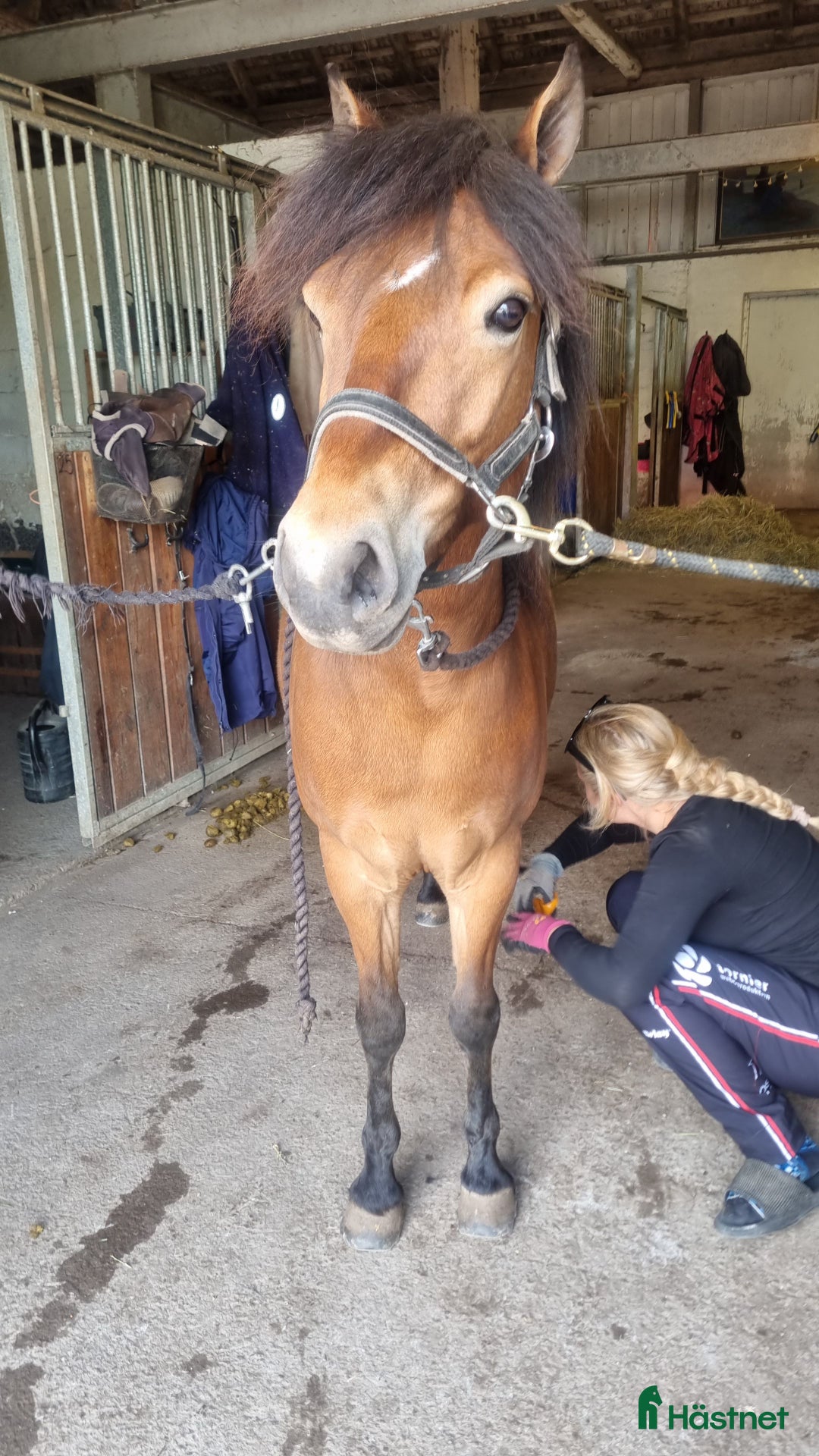 Allround hästar till salu: Wilse behöver hitta sin person . Gärna ponnytrav i Mjölby - Annons 1