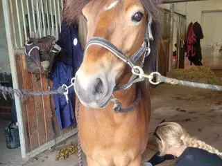 hästar Wilse behöver hitta sin person . - Annons 14