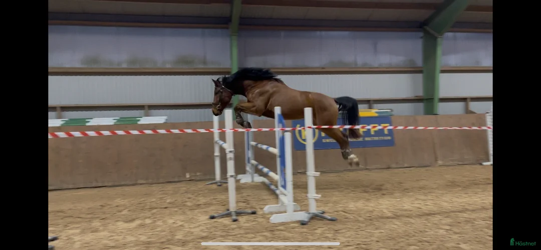 Hoppning hästar till salu: Hoppstammad 4-åring med 3 fina gångarter - Annons 1