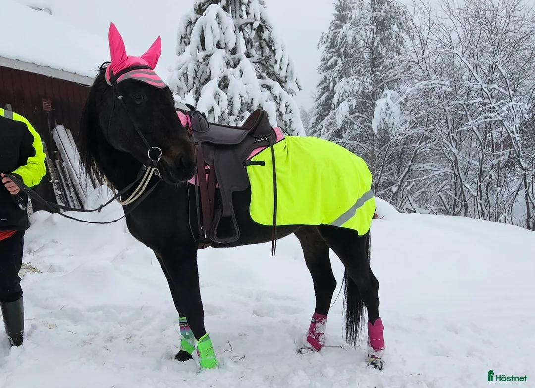 Allround hästar till salu: Mysig skogsmulle - Annons 1
