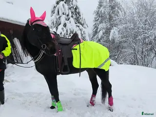 hästar Mysig skogsmulle - Annons 1