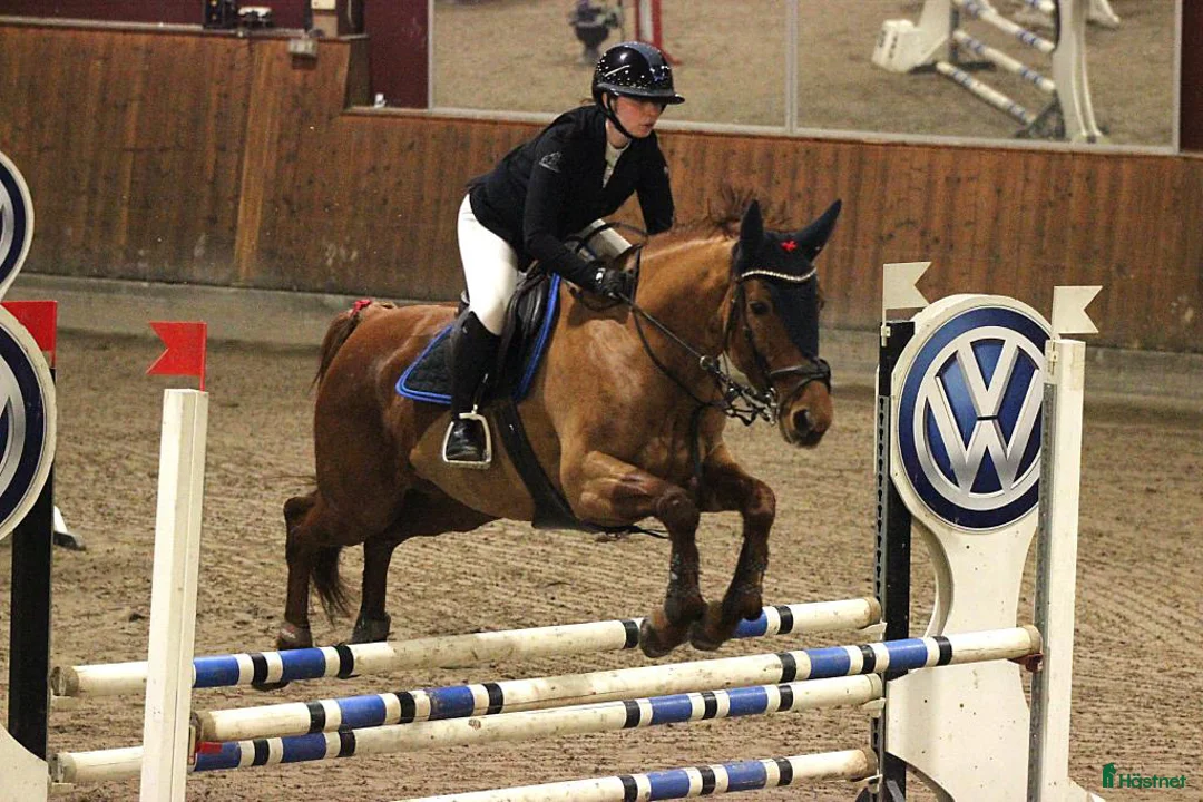 Hoppning hästar till salu: Sto som sticker ut i mängden🌟 - Annons 2