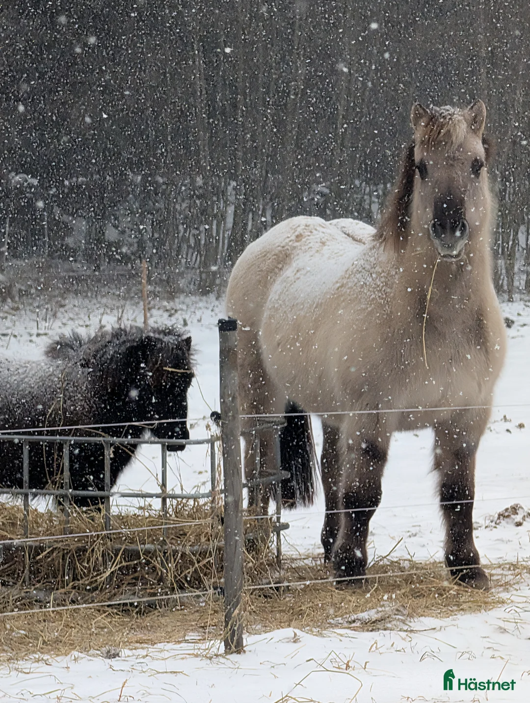 Allround hästar till salu: Bästa Skrollan  i Hallaröd - Annons 5