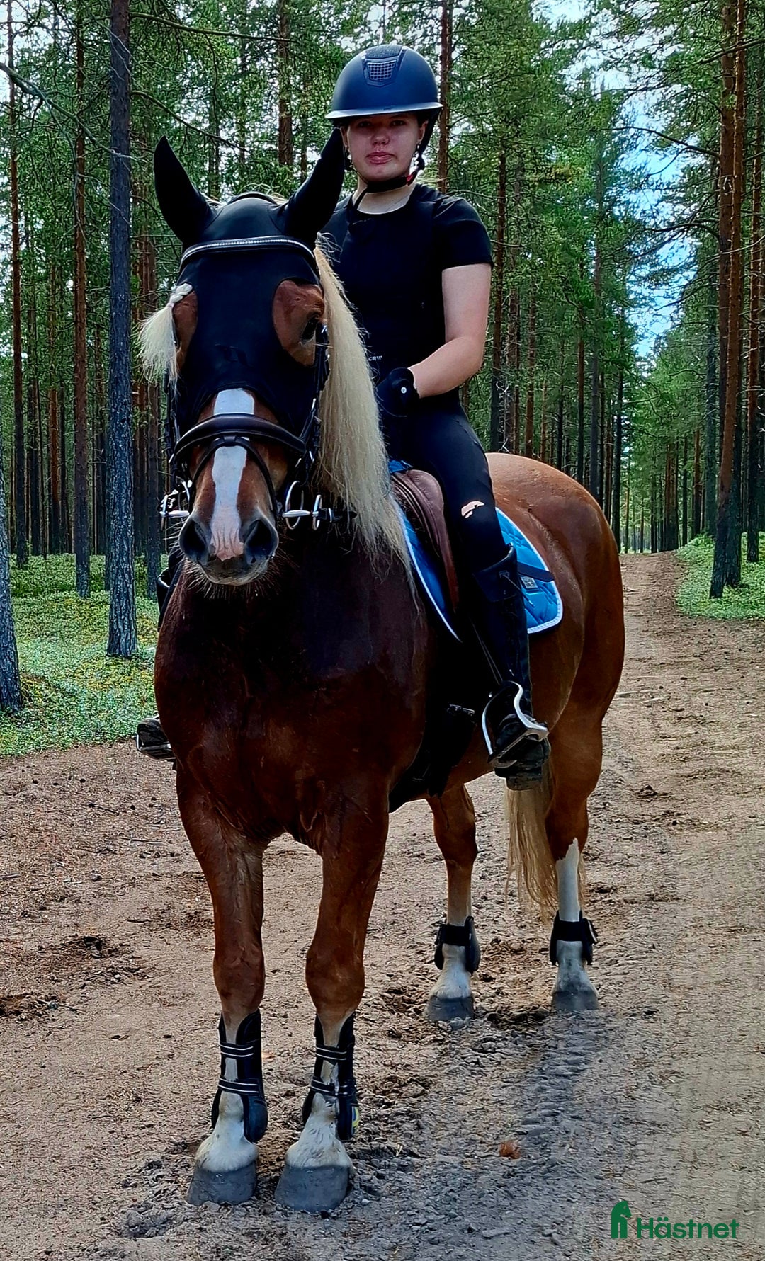 Allround hästar till salu: Snyggaste fuxen som finns. i Öjebyn - Annons 7