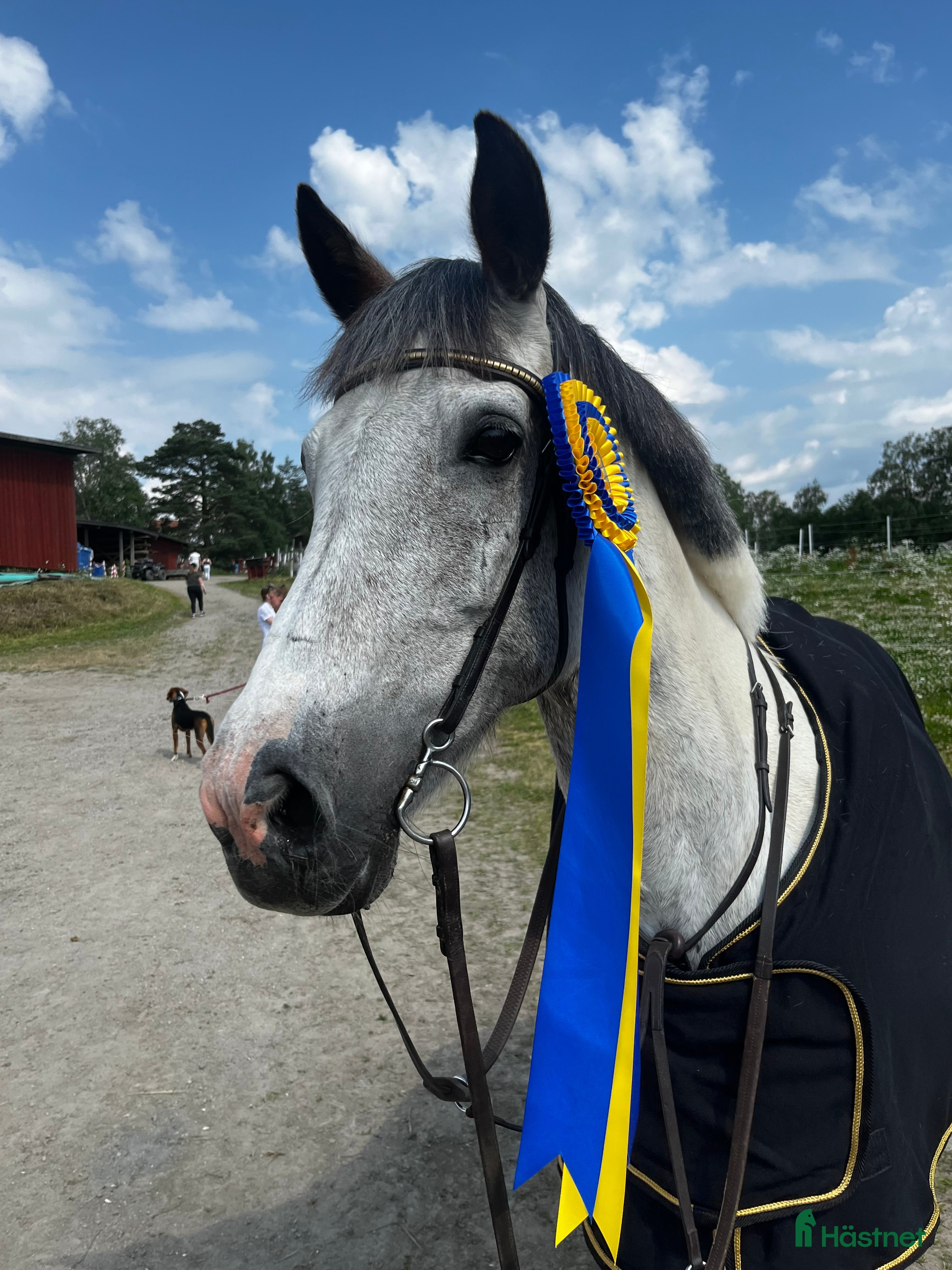  hästar Pigg och fin D-ponny i Matfors - Annons 11