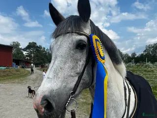 hästar Pigg och fin D-ponny i Matfors - Annons 11