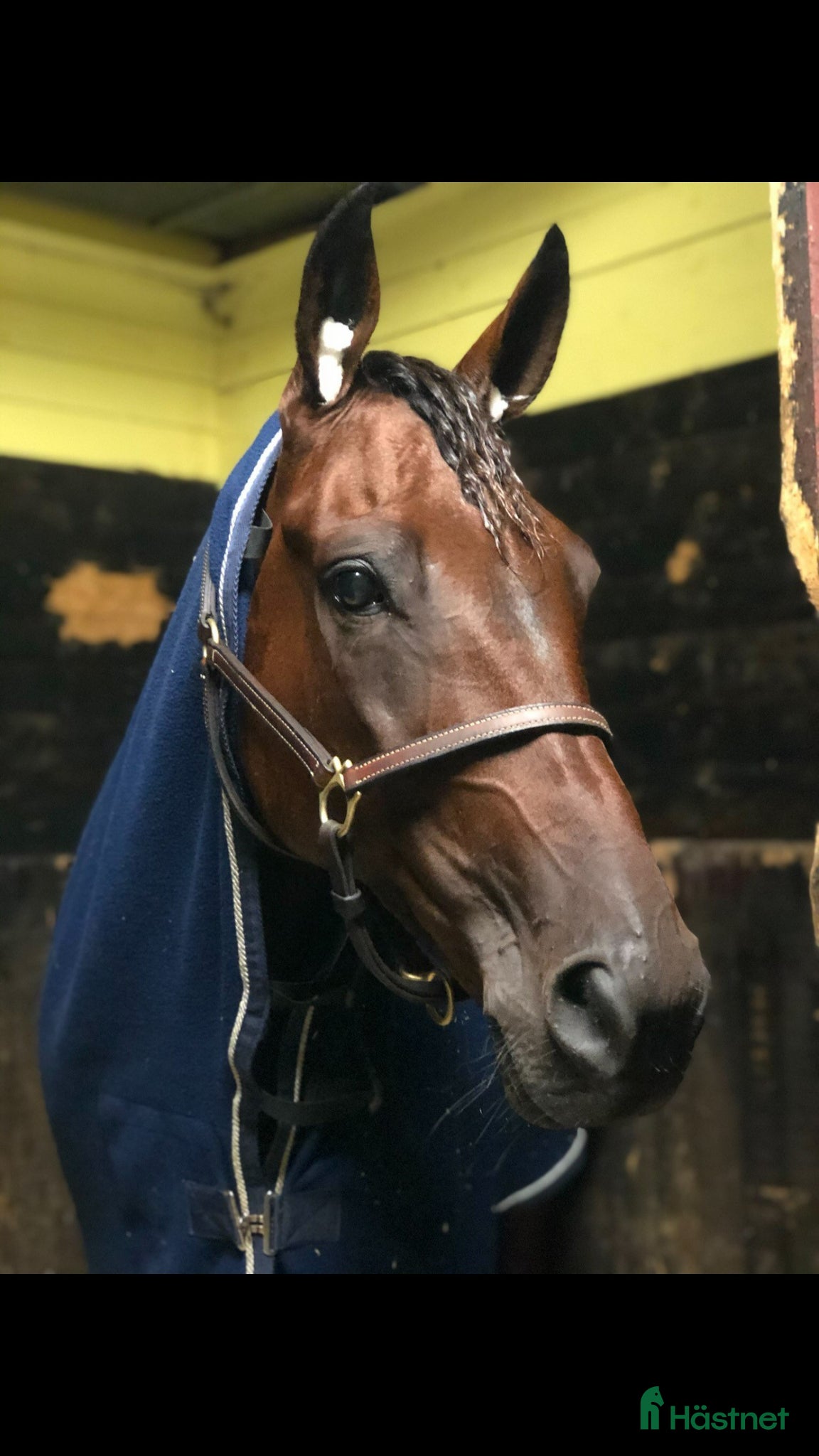  hästar Bästa Kompis! - Annons 1