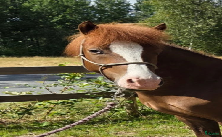  hästar i Åseda - Annons 4