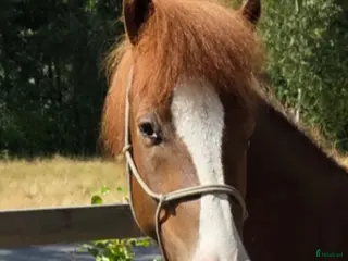 hästar Fantastiskt fin valack. Ev foder - Annons 6