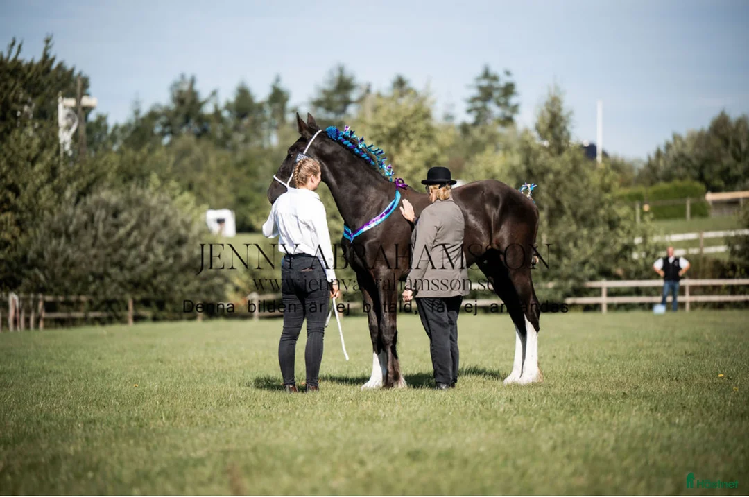 Allround hästar till salu: Fin shire hingst i Lekeryd - Annons 1