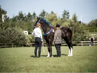 hästar Fin shire hingst i Lekeryd - Annons 7