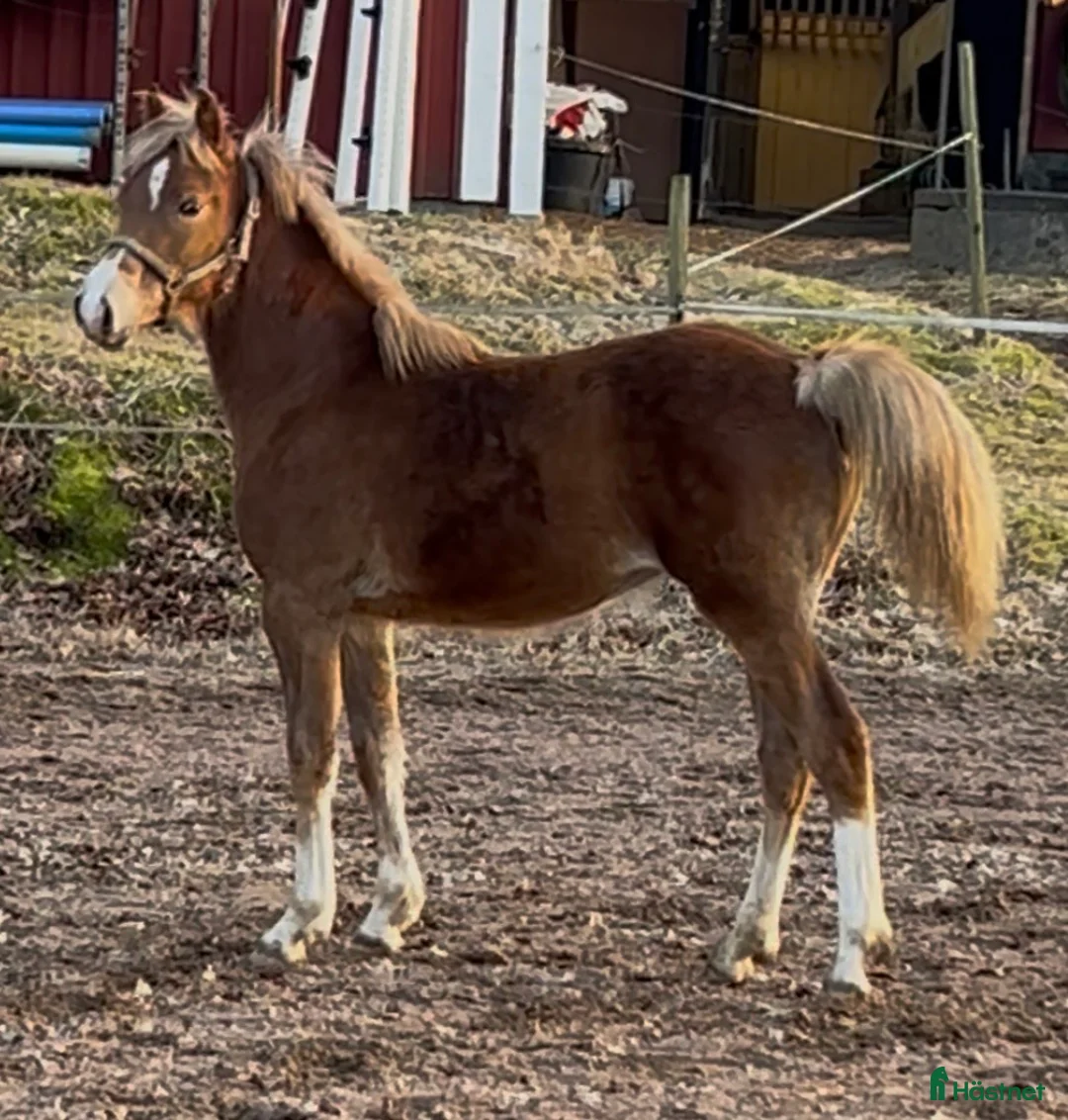 Allround hästar till salu: Ettårssto Welsh Partbred/ Ridponny - Annons 2