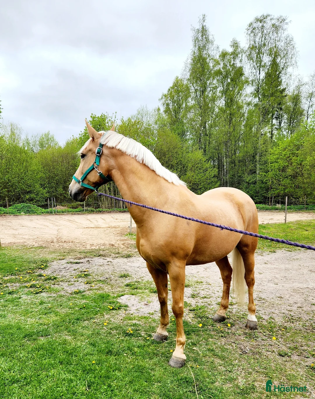 Allround hästar till salu: Otroligt vackert sto söker underbart hem! - Annons 2
