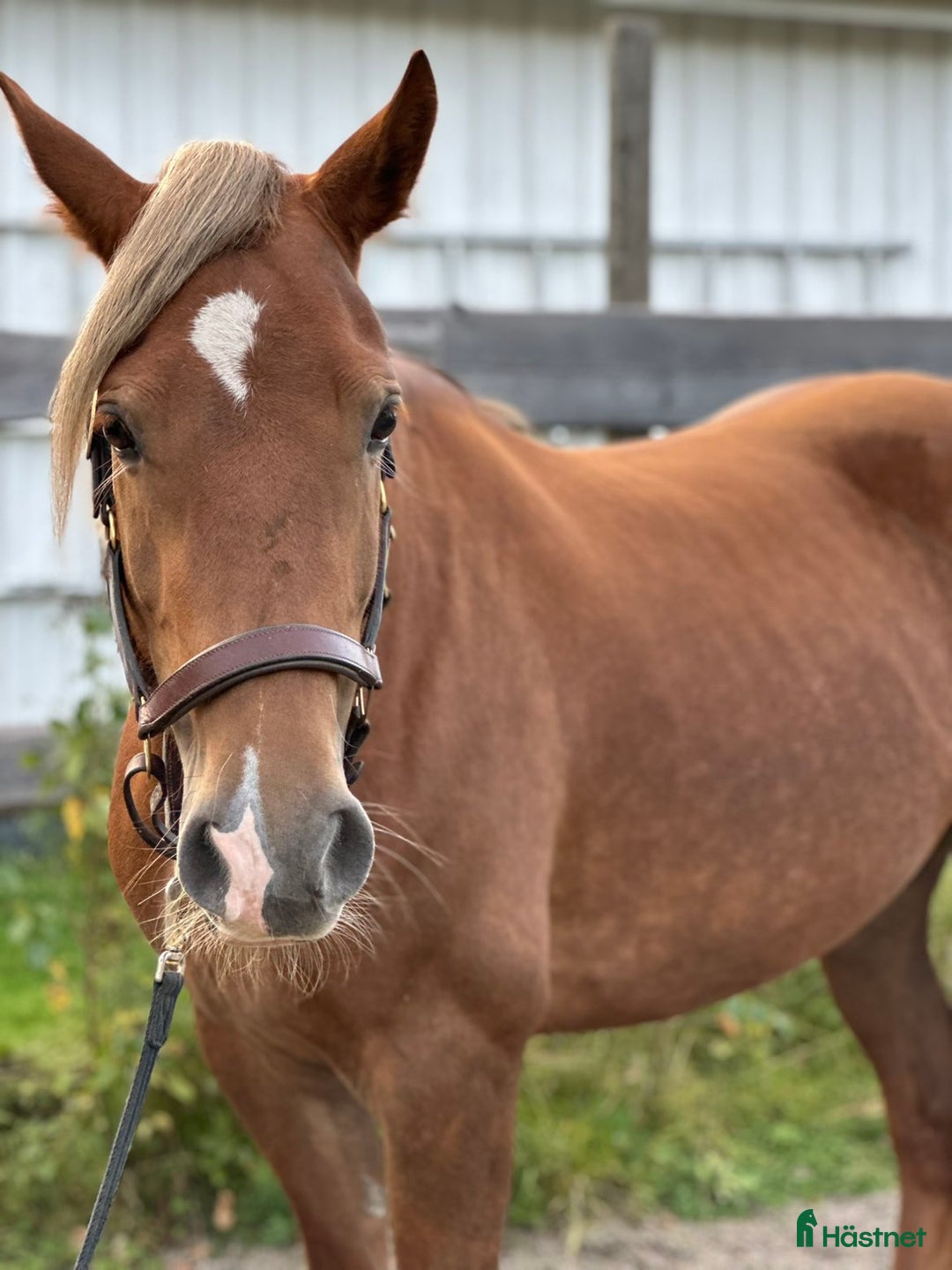 Allround hästar till salu: supertrevligt svenskfött welch cob sto i Söderala - Annons 3