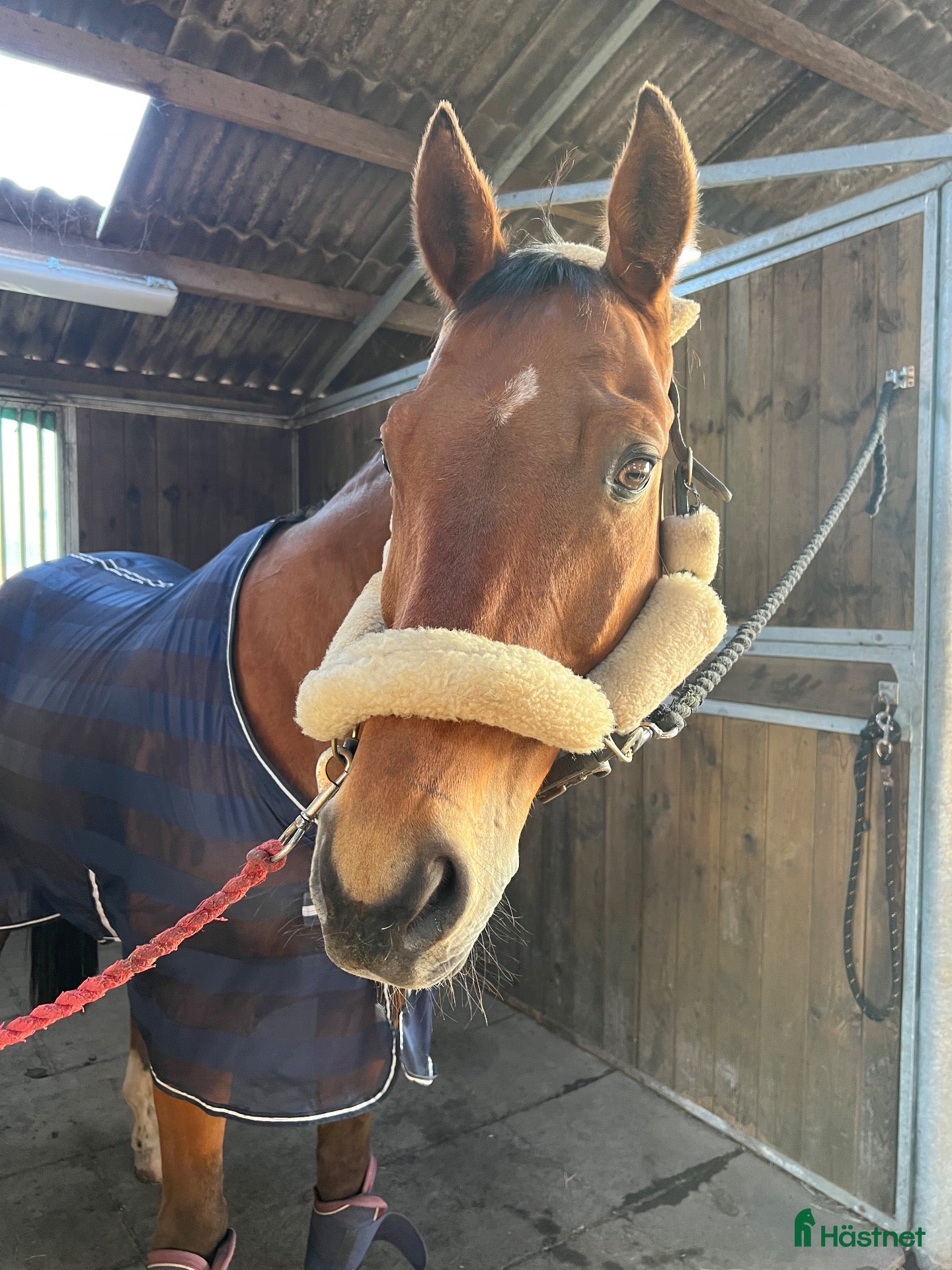  hästar Sune söker sitt sista hem❤️ - Annons 6