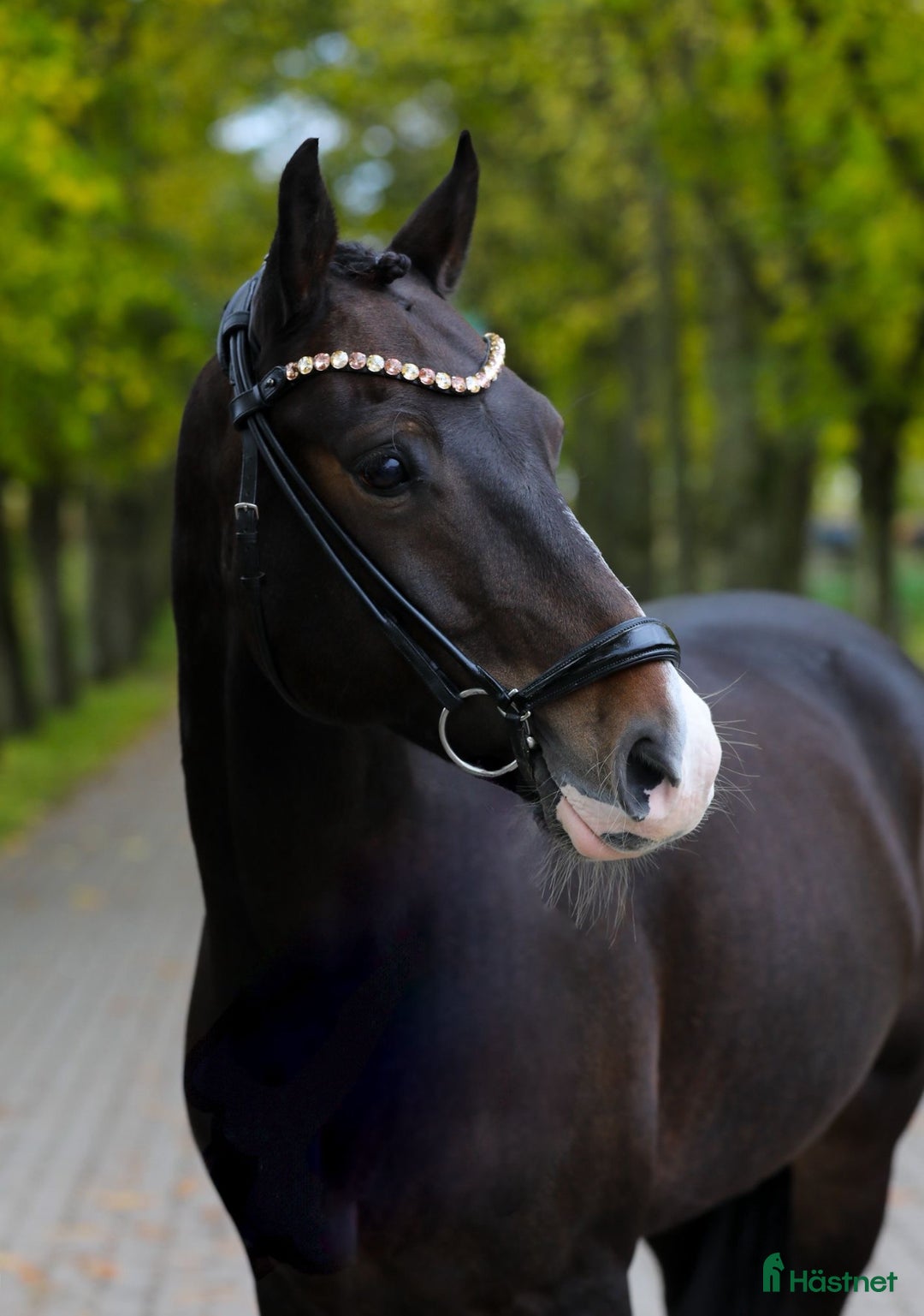 Dressyr hästar till salu: Fantastisk Dressur Pony - Annons 1