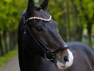 hästar Fantastisk Dressur Pony - Annons 2