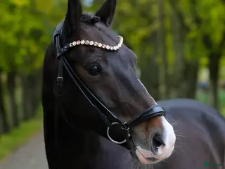 hästar Fantastisk Dressur Pony - Annons 6