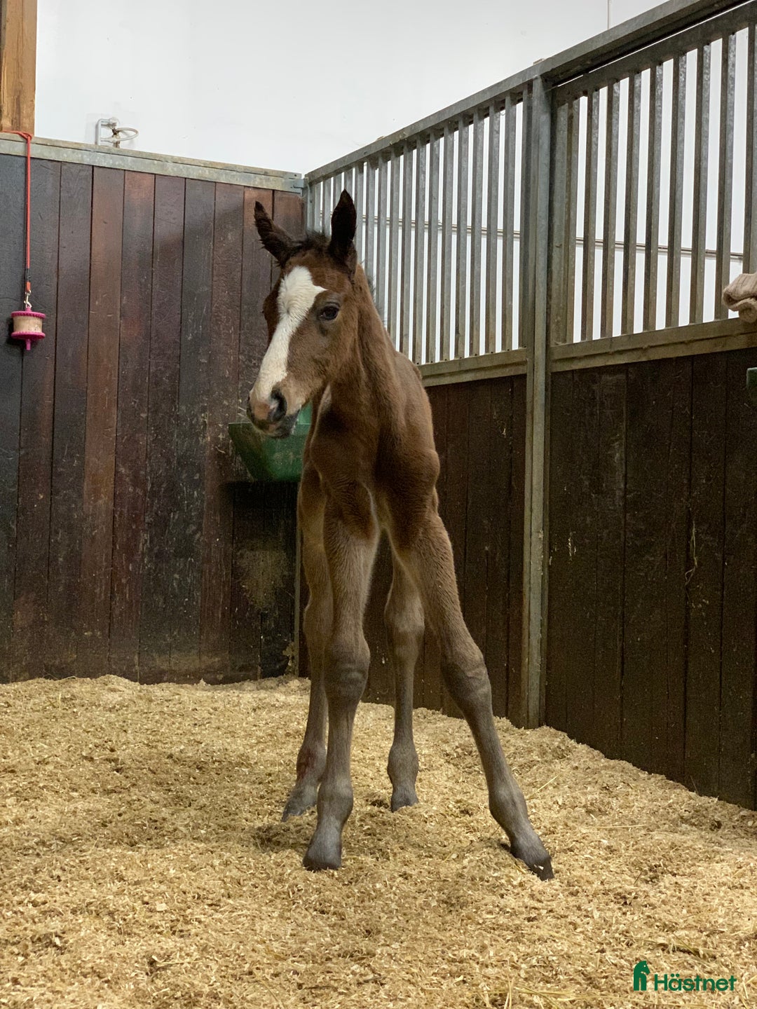 Avelshästar hästar till salu: Top avlshoppe sælges, hophest - Annons 14