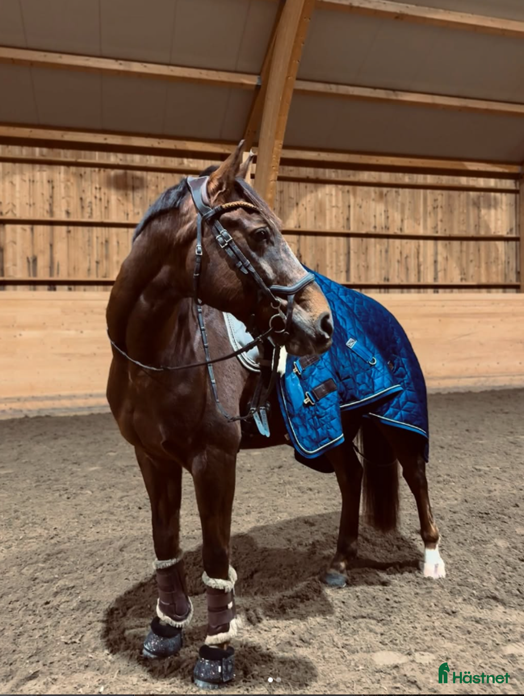 Dressyr hästar till salu: Dressyrhäst för framtiden! i Vattholma - Annons 3