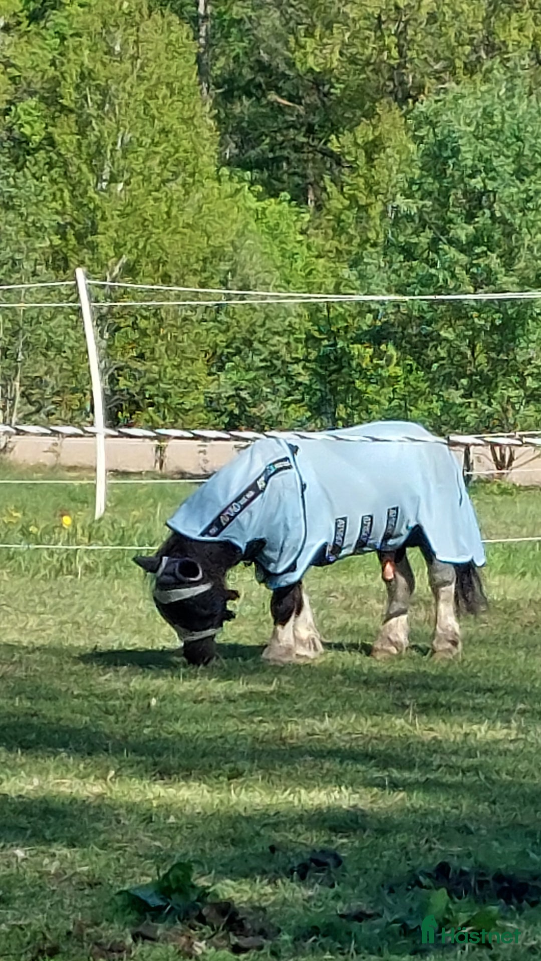 Sällskap hästar till salu: Världens godaste  i Klockrike - Annons 1