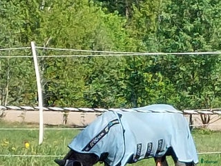 hästar Världens godaste i Klockrike - Annons 1