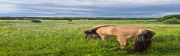  stallplats finnes: Stallplats/Lösdriftplats - Annons 2
