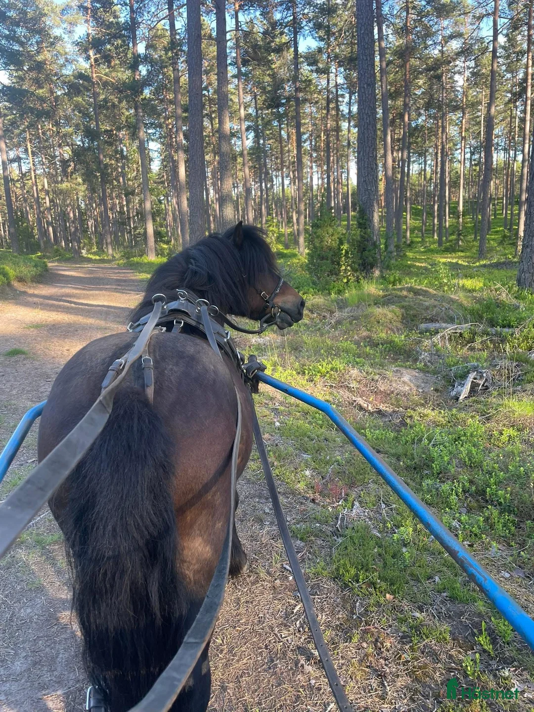 Körning hästar till salu: Jättefin Valack RS886 - Annons 2