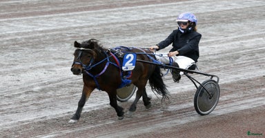  hästar i Borlänge - Annons 10