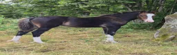 Allround hästar till salu: Welsh cob att forma för framtiden - Annons 6