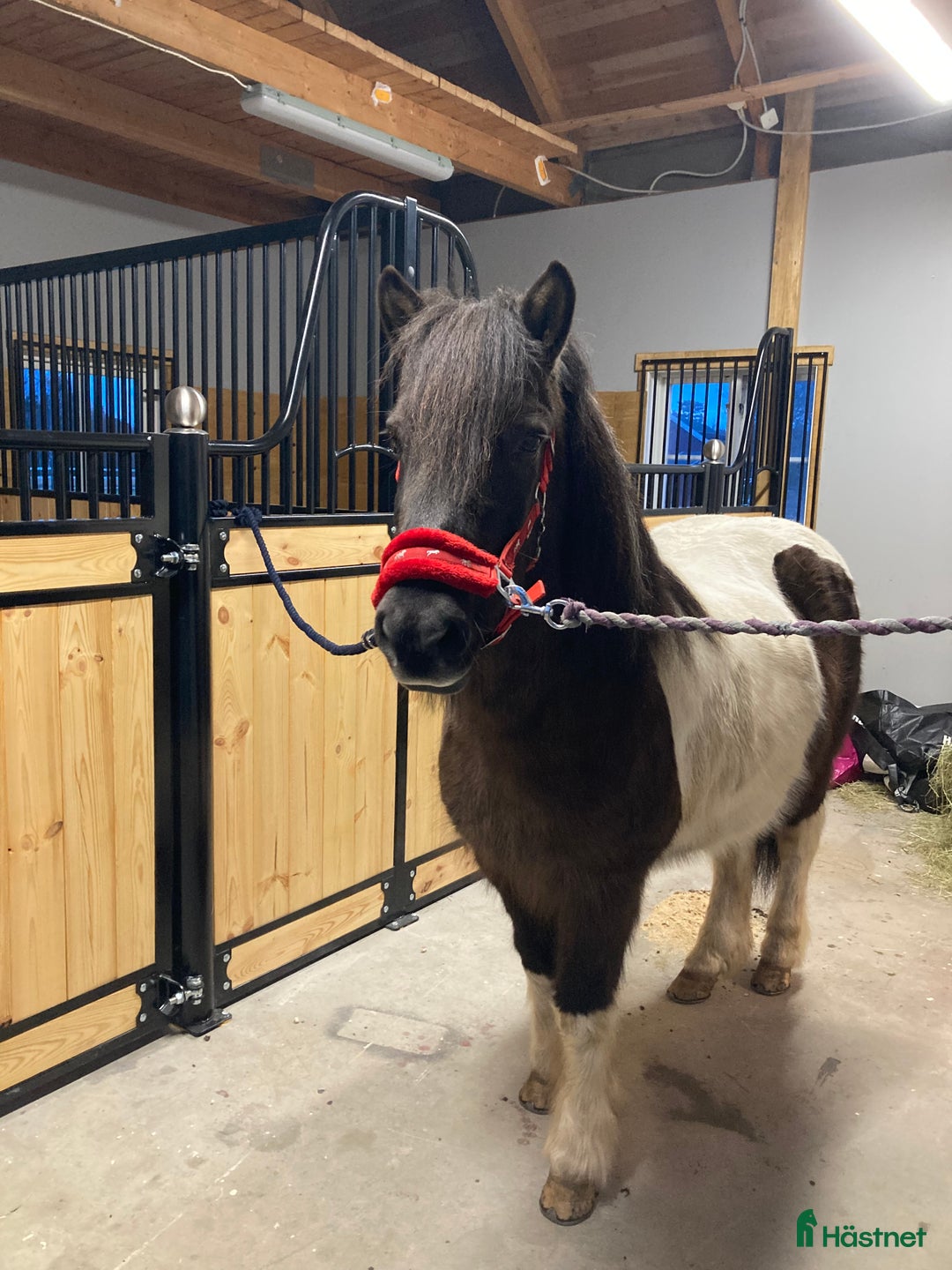 Island hästar till salu: Islandshäst och shetlandsponny säljes i Svenljunga - Annons 1