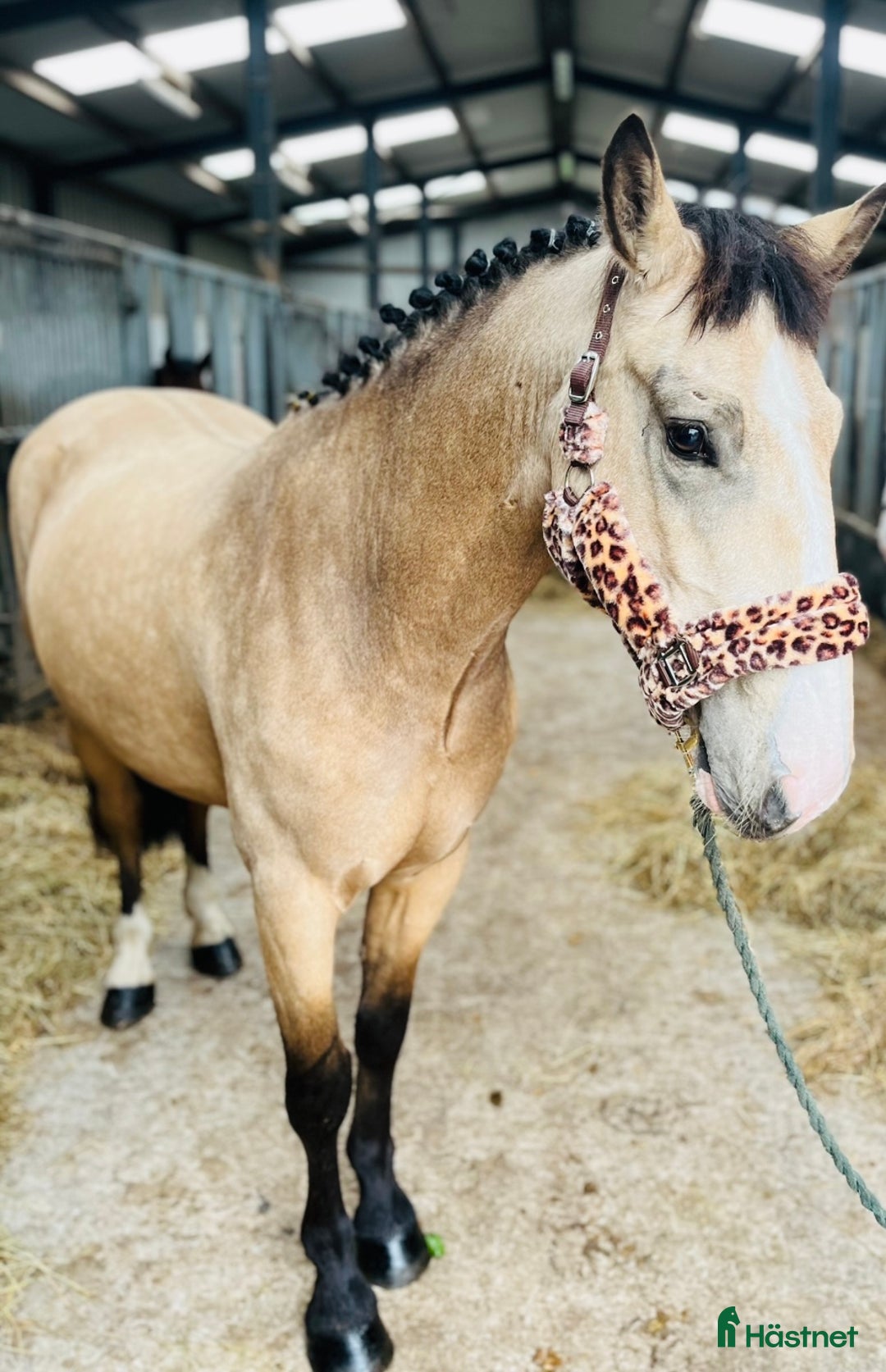 Allround hästar till salu: Gorgeous Dun Gelding i Ljungby - Annons 13