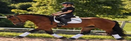 Allround hästar till salu: Dream Beauty - perfect Mother and Daughter horse - Annons 18