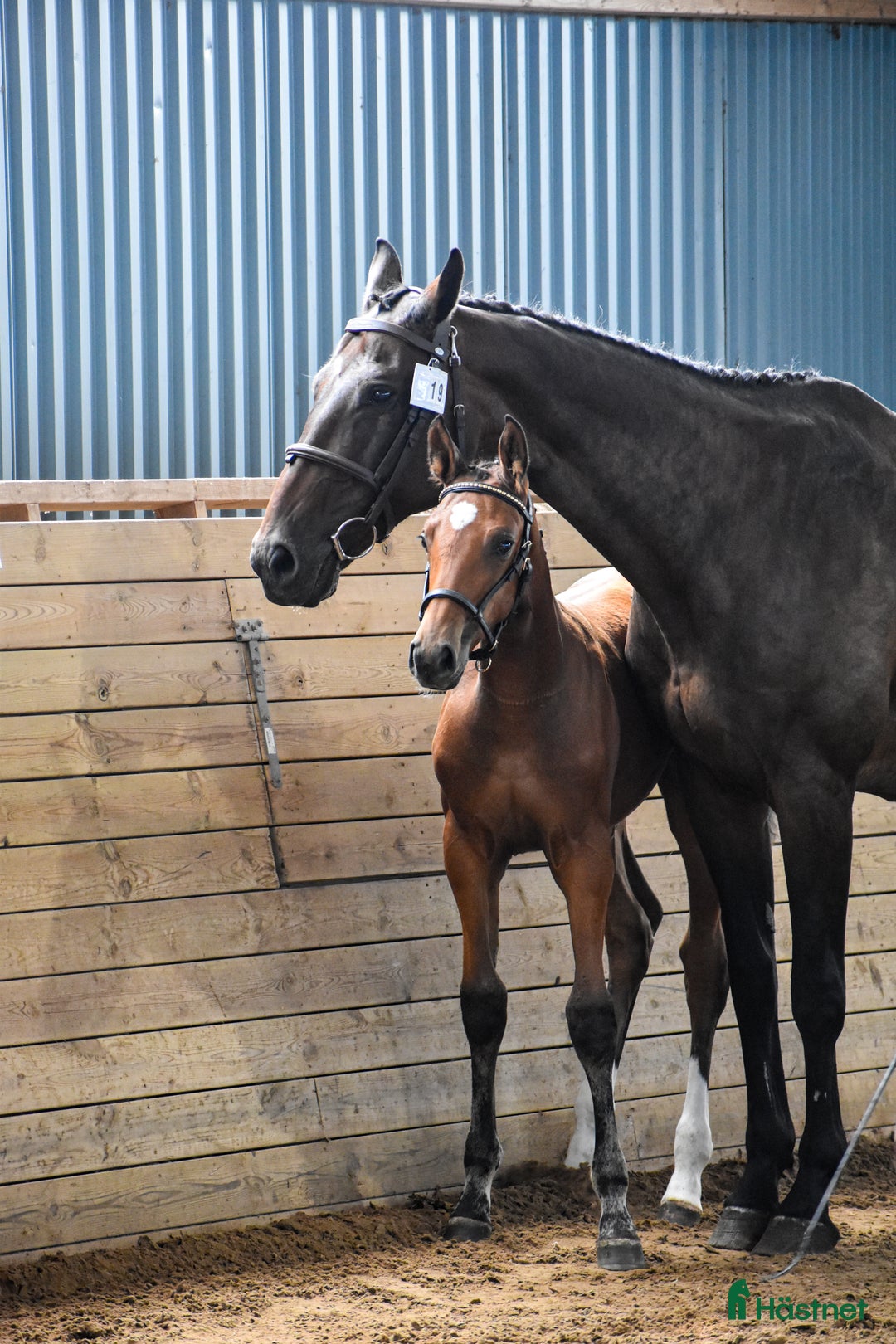 Hoppning hästar till salu: Premieföl med 9 i exteriör, stark hoppstam i Kisa - Annons 4