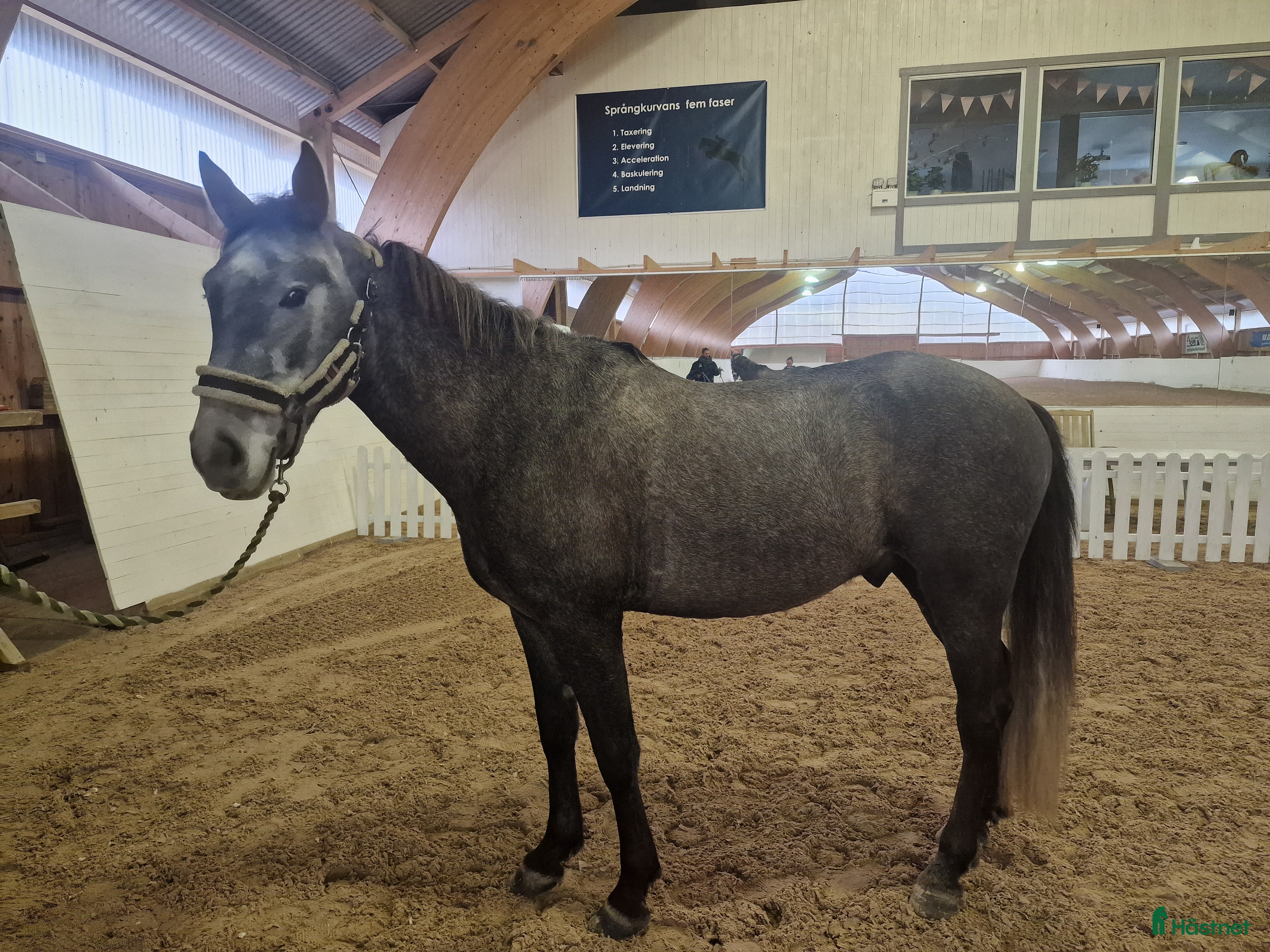  hästar Allround ponny att forma själv🌟 - Annons 1