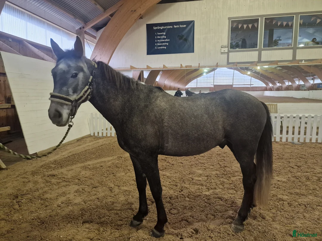 Allround hästar till salu: Allround ponny att forma själv🌟 - Annons 1