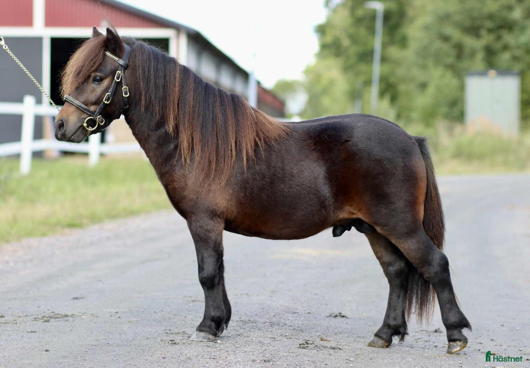 Allround hästar till salu: Mycket snäll och fin valack! i Jönåker - Annons 2
