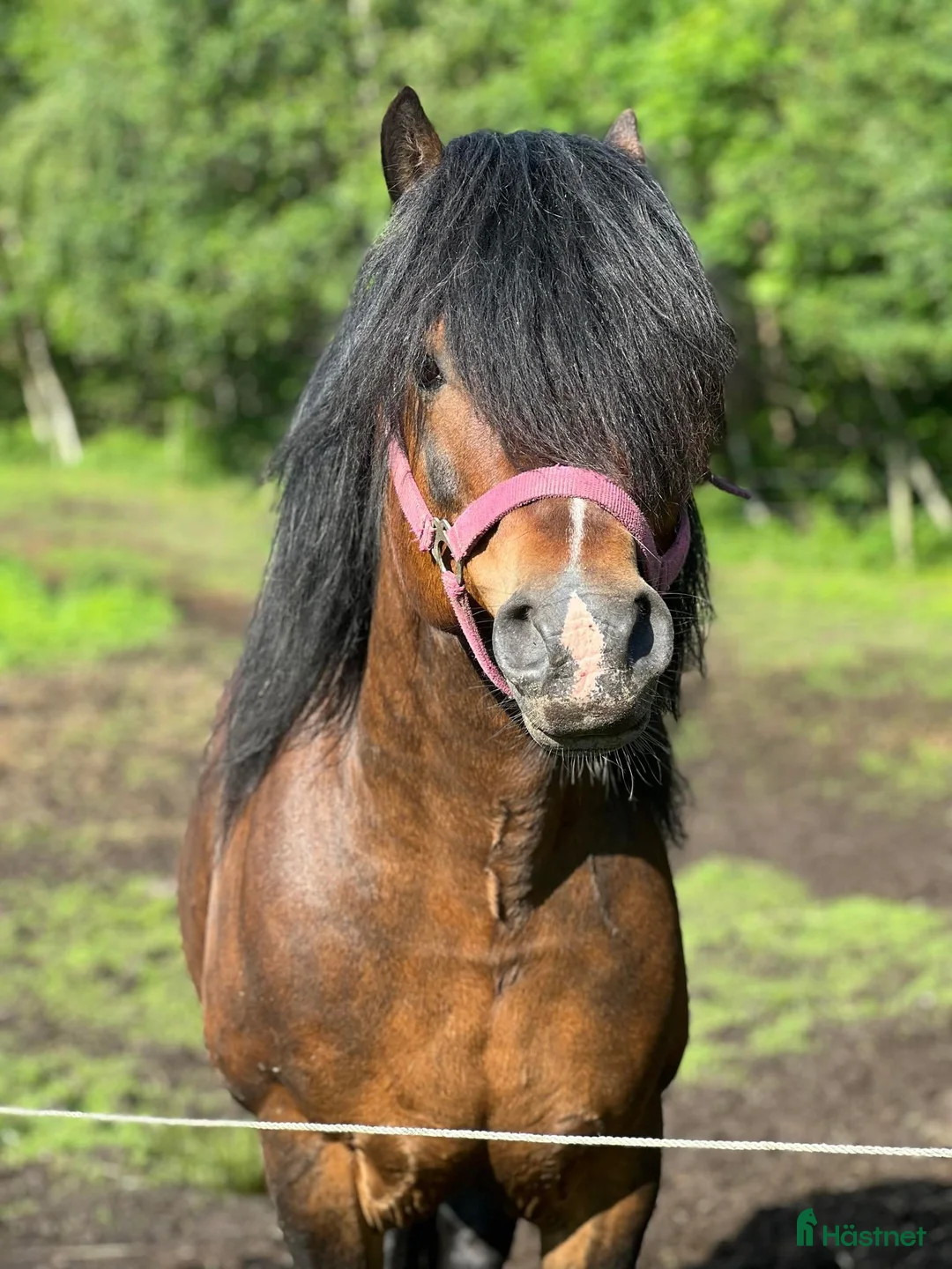 Avelshästar hästar till salu: Berlin i Tanumshede - Annons 2