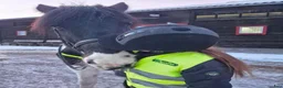  medryttarhäst finnes: Söker medryttarhäst - Annons 5