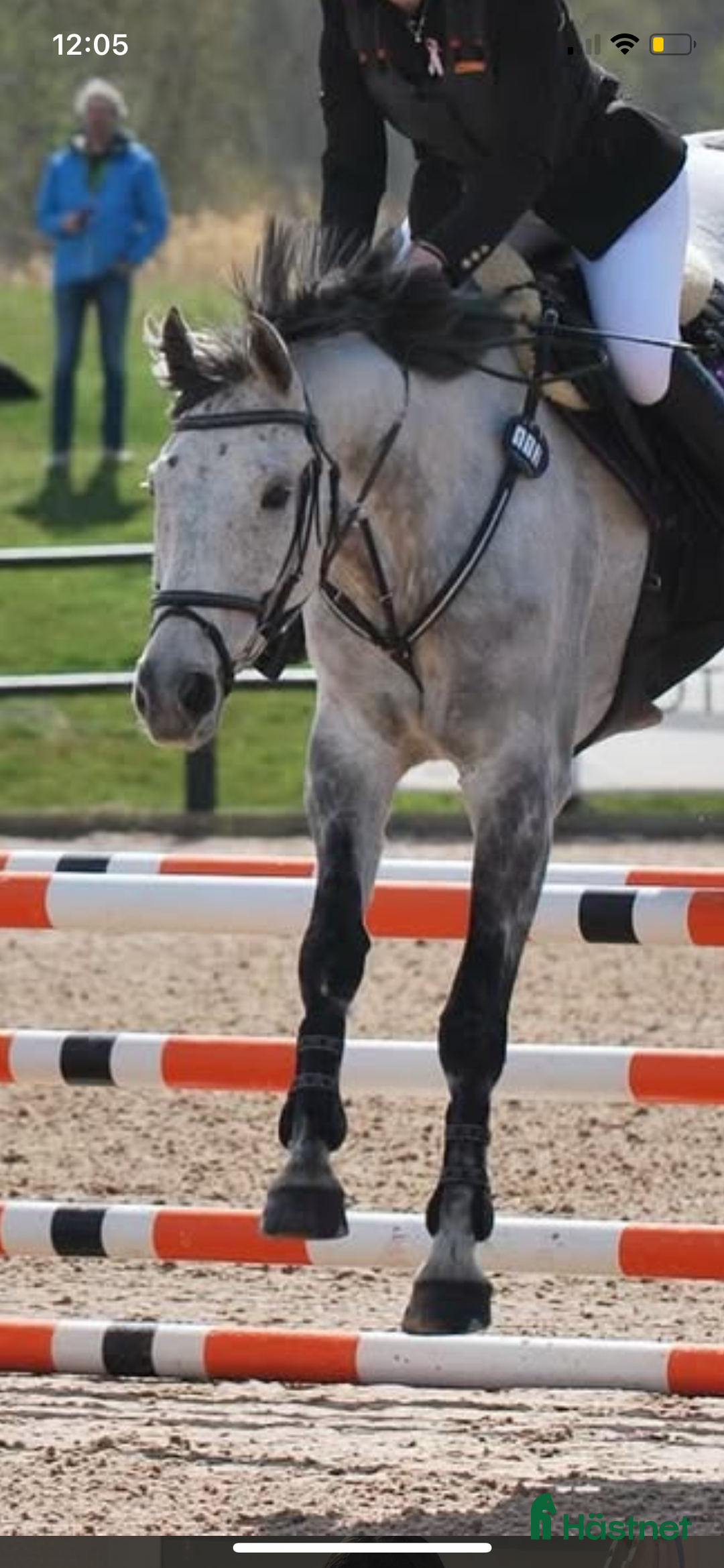 Träns hästutrustning till salu: Klinkers träns och martingal  - Annons 1