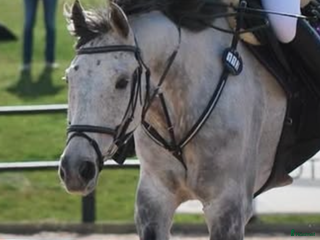 Träns hästutrustning till salu: Klinkers träns och martingal - Annons 22