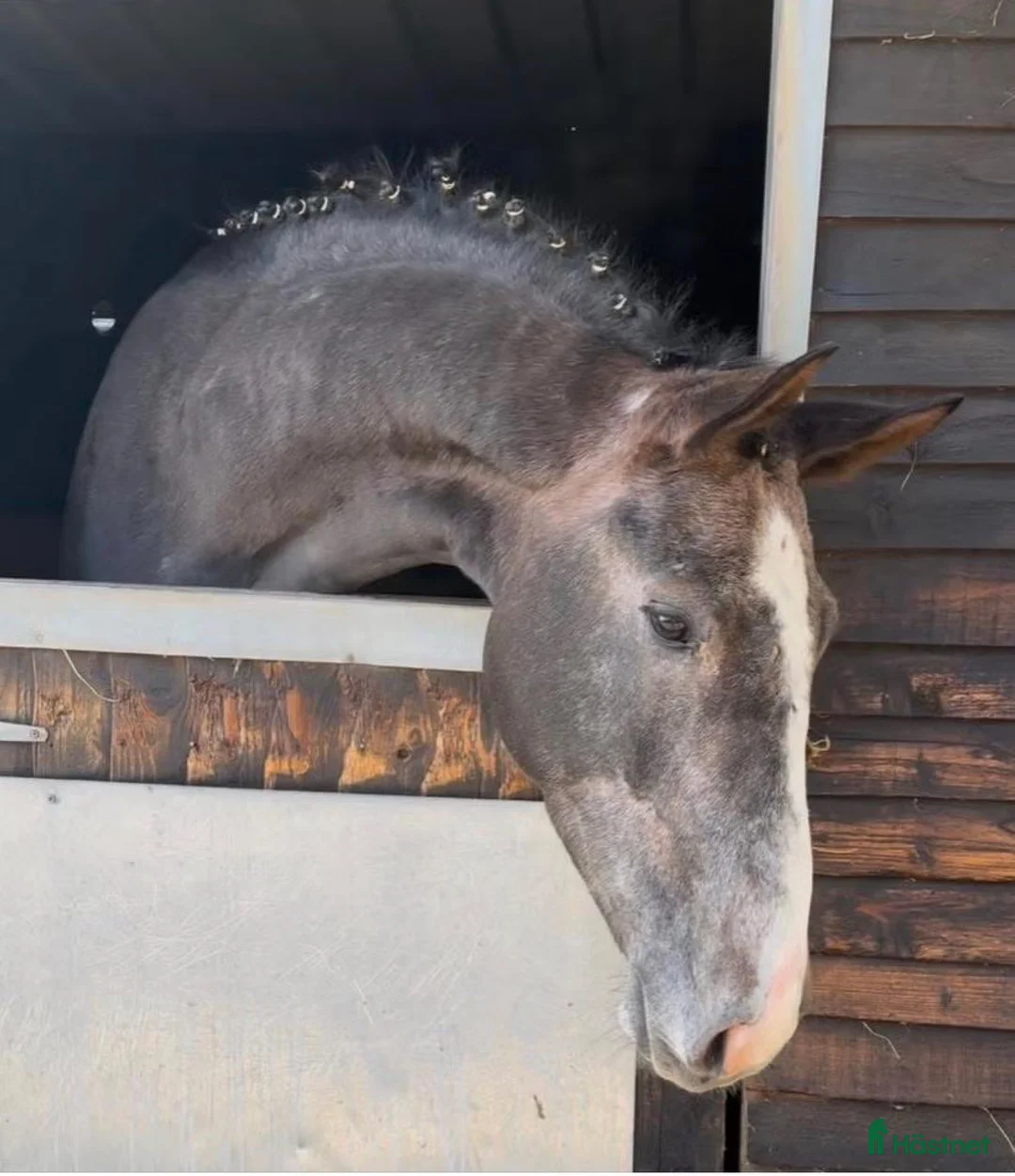 Hoppning hästar till salu: Unghest med wow faktor i Horten - Annons 1