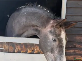 hästar Unghest med wow faktor - Annons 22