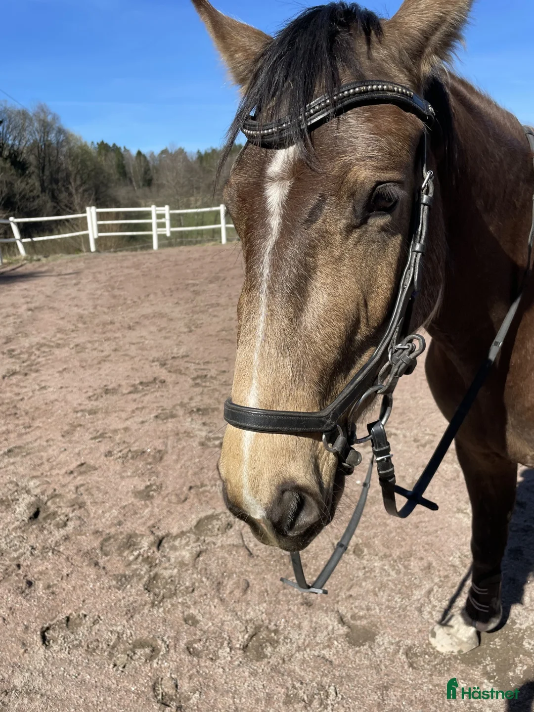 Hoppning hästar till salu: 3-årigt sto med utstrålning och potential i Hallstahammar - Annons 2