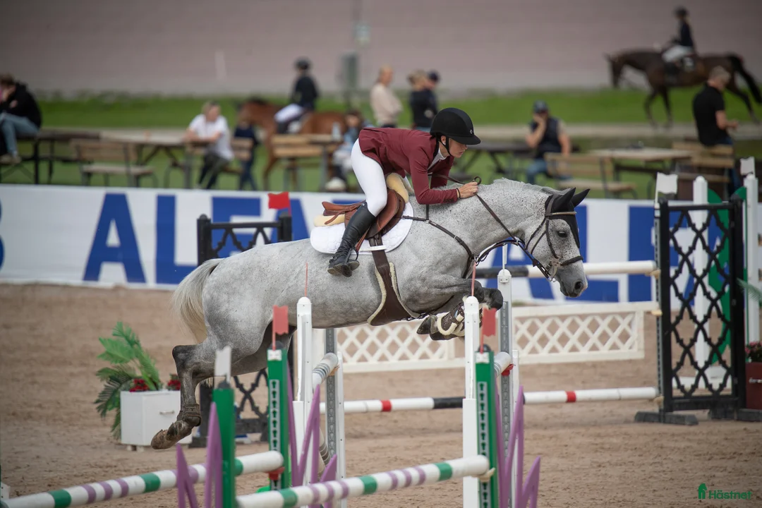  hästservice finnes: tillridning/hoppning/tävling hästar i Märsta - Annons 2