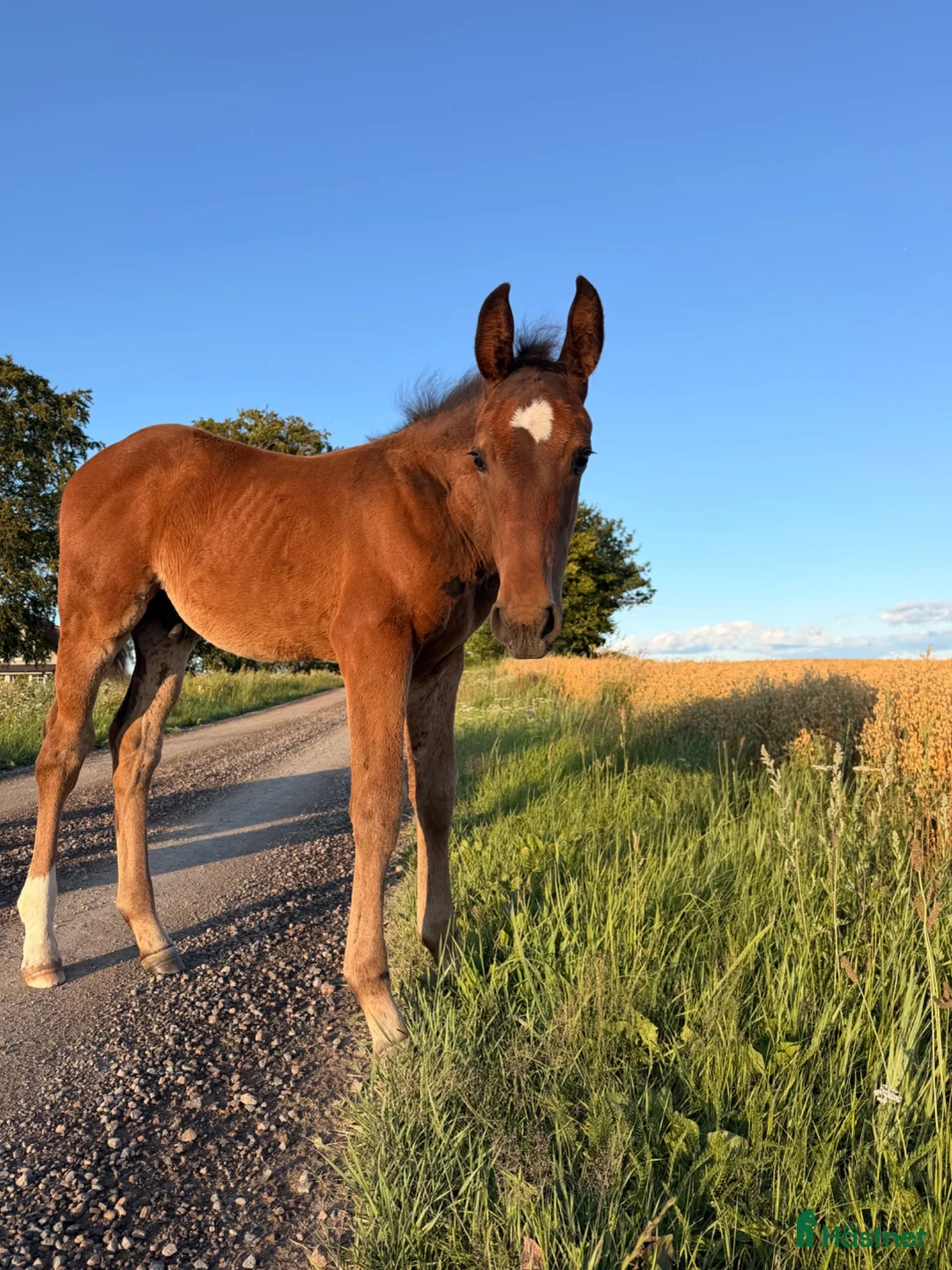 Hoppning hästar till salu: En lovade framtidsstjärna!✨🤩 - Annons 1